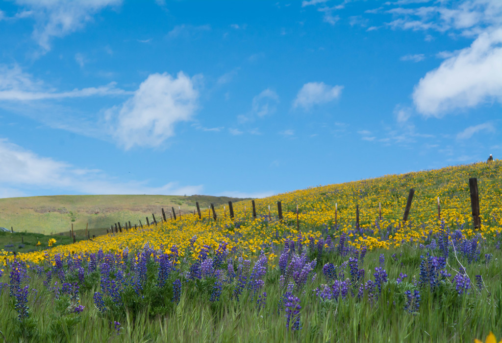 Balsamroot とルピナスの丘 #4