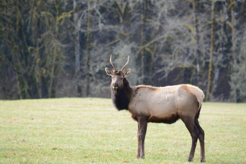 Roosevelt Elk #2　－　目線頂きました！ 