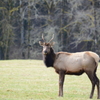 Roosevelt Elk #2　－　目線頂きました！ 