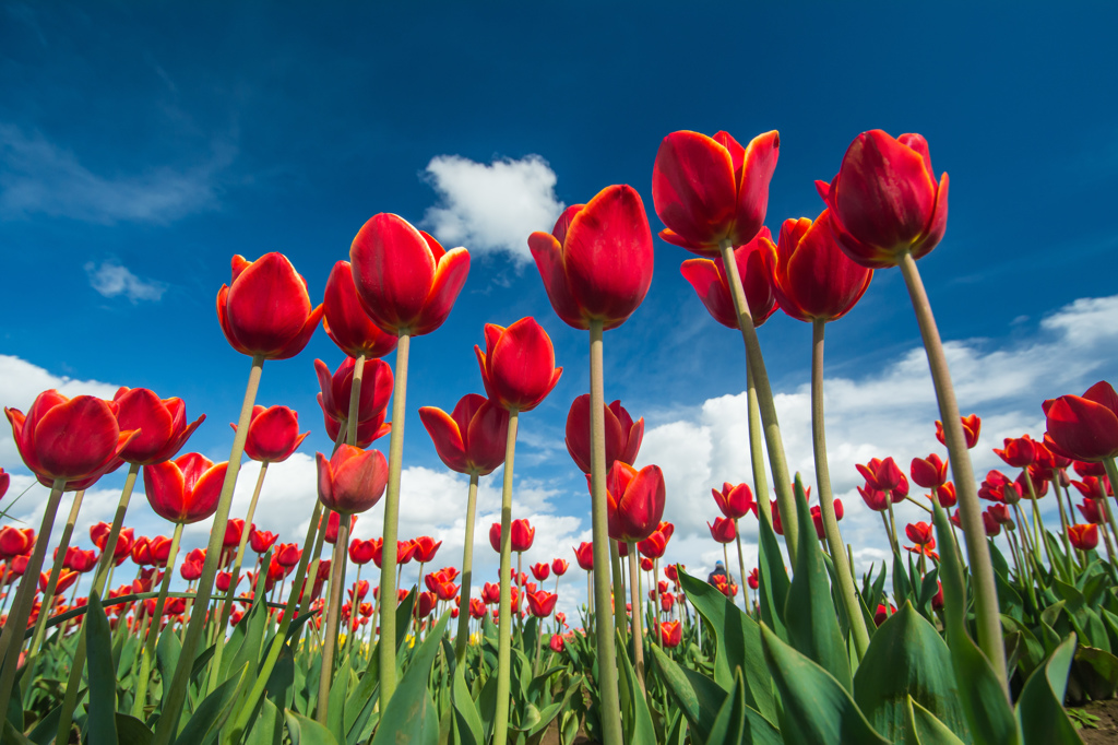 Tulip Festival #4