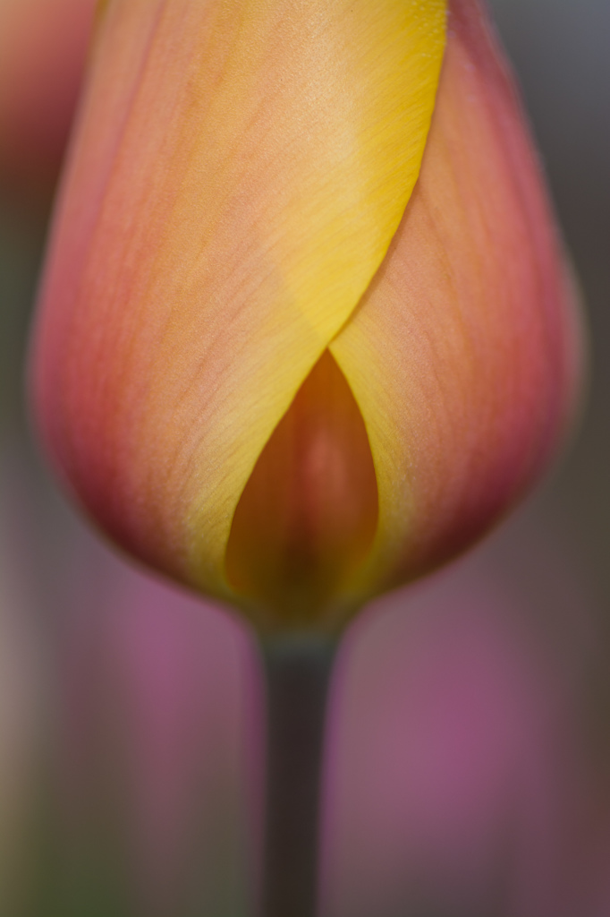 春の灯 - Tulip collection 2015 #1