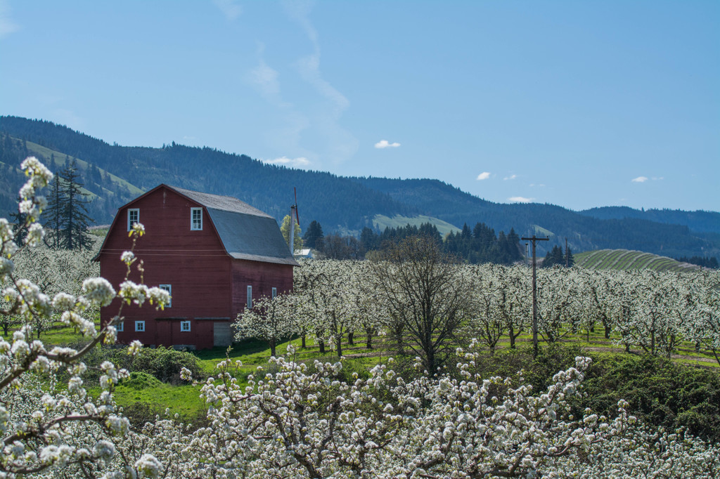 Spring in Valley #2 - Red Barn