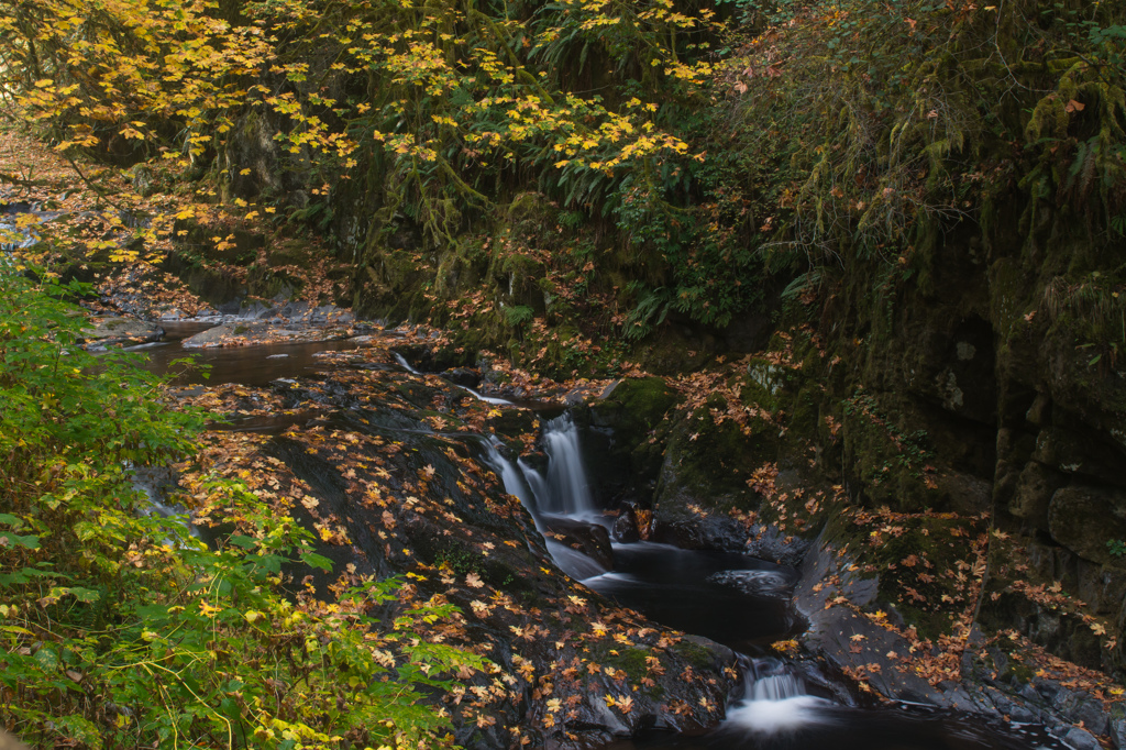 Fall Foliage in Oregon #3