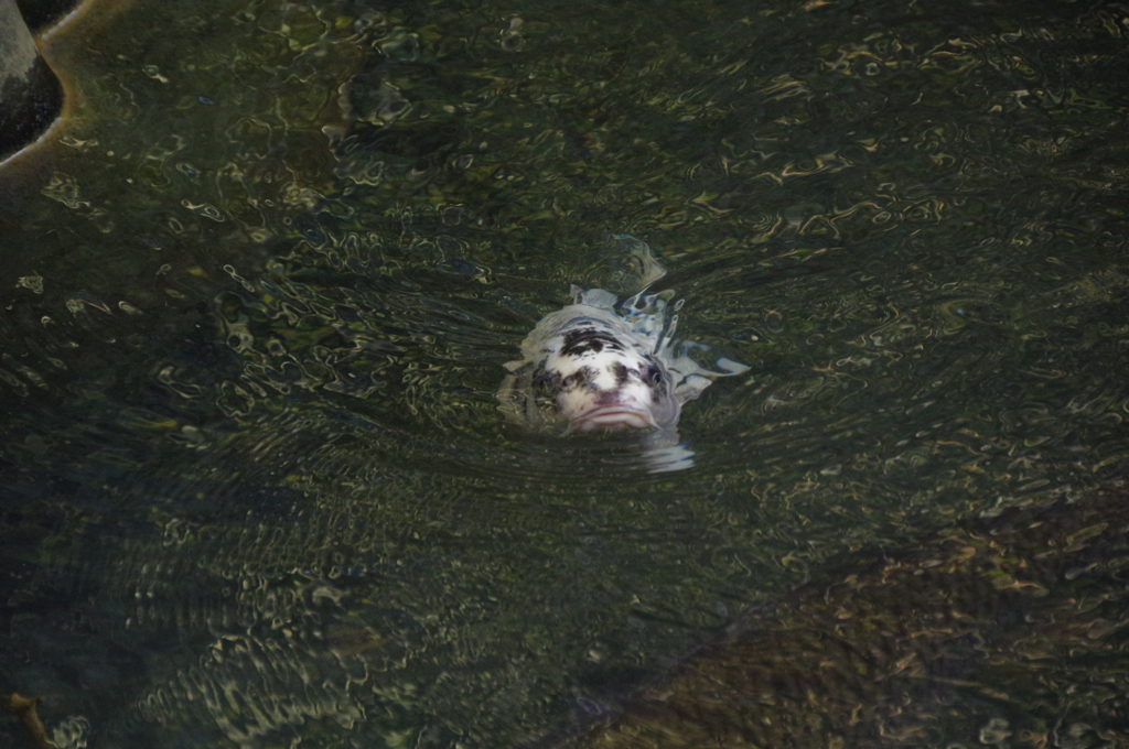 人面魚やないか！【古】
