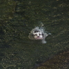 人面魚やないか！【古】
