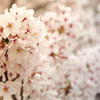 曇桜（芦屋）