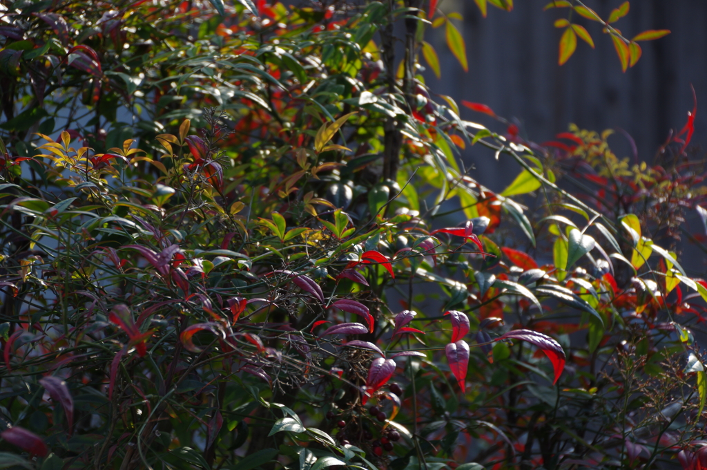 紅葉（ご近所）
