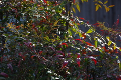 紅葉（ご近所）