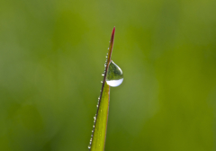 drop