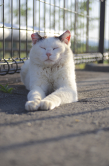 sphinx