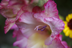 Gladiolus