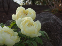 鶴岡八幡宮　ぼたん庭園