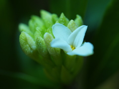 白銀