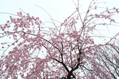 曇り桜