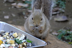 リスのお食事