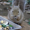 リスのお食事