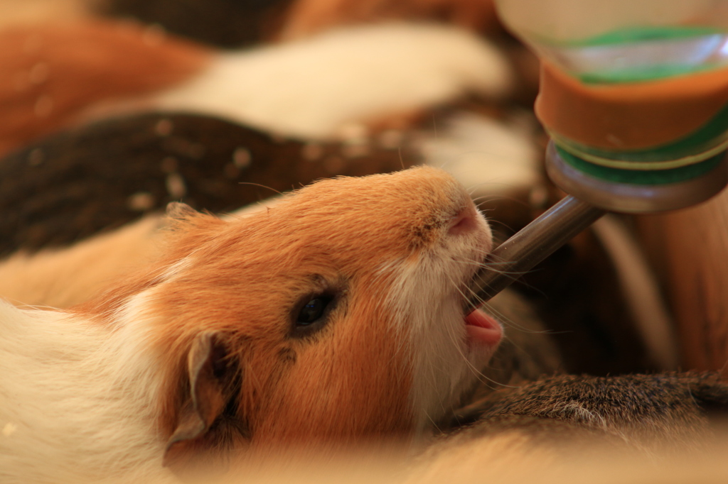 ガブ飲みでちゅ