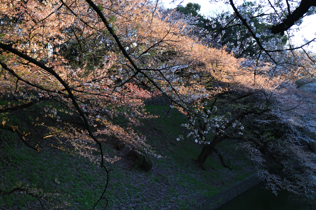 北の丸公園