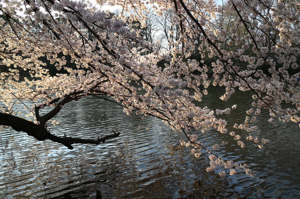 水辺の桜