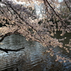 水辺の桜