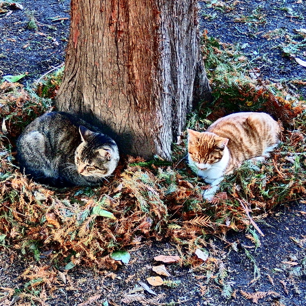 二匹の猫