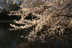 朝光の桜