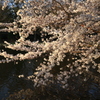 朝光の桜