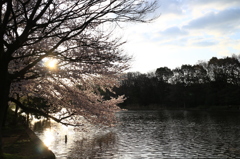 水と光と桜