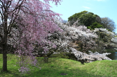 道灌濠の桜