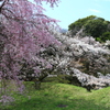 道灌濠の桜