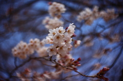 開花
