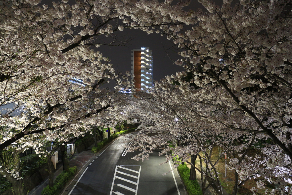 桜咲く道