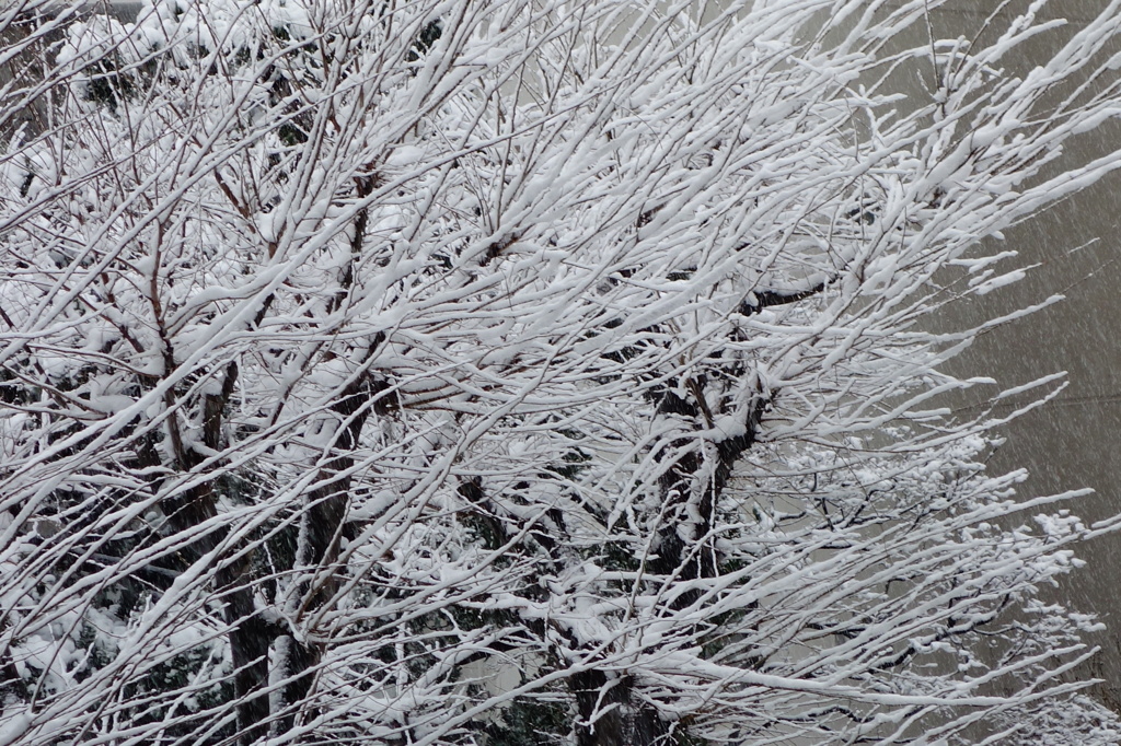 降雪