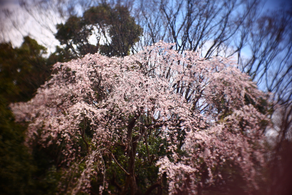 春の景色