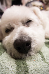 いぬ