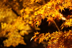 永観堂の紅葉