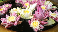 蓮の花