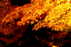 永観堂の紅葉
