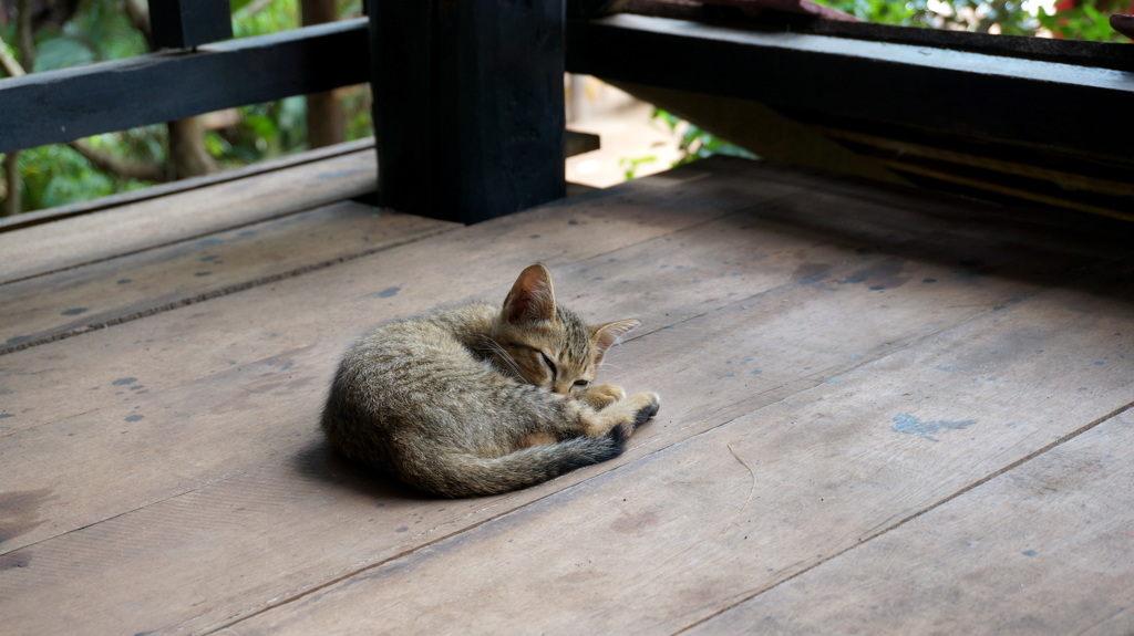 こねこ