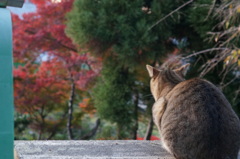 紅葉鑑賞中
