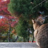 紅葉鑑賞中