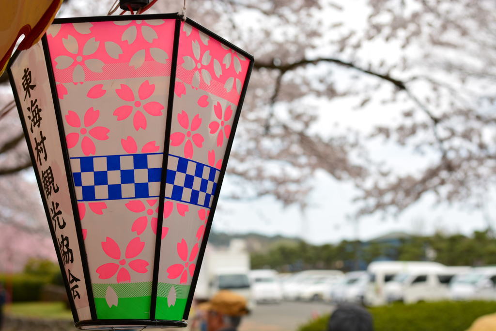 提灯と桜