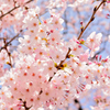 桜(2015春)その１