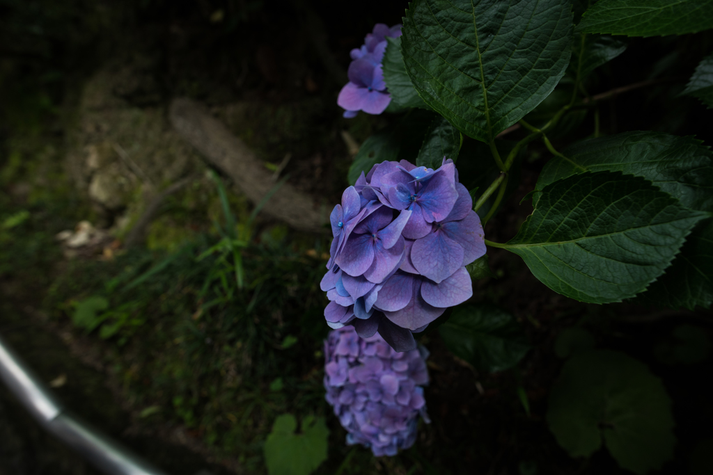 長谷寺の紫陽花