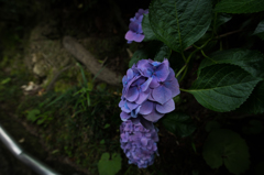 長谷寺の紫陽花
