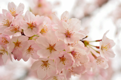 桜(2015春)その３