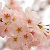 桜(2015春)その３