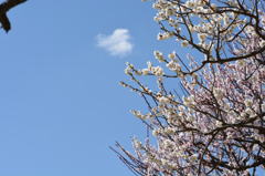 空を仰ぐ梅