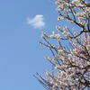 空を仰ぐ梅