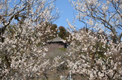 梅の花と好文亭